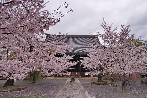 【写真】2013 桜 : 立本寺（２）/2013-04-03/IMGP9563