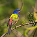 2nd Place - Novice - Jimmy Smith - Painted Bunting