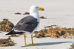 Pacific Gull (Larus pacificus) near Cervantes, WA.