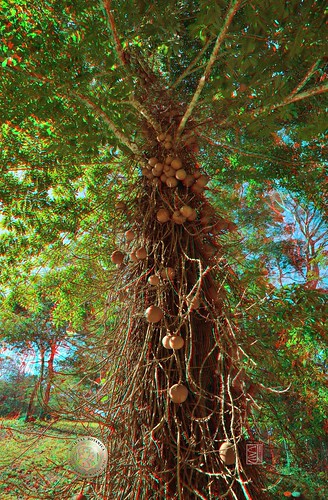 3d belize pair anaglyph stereo botany cannonballtree lecythidaceae