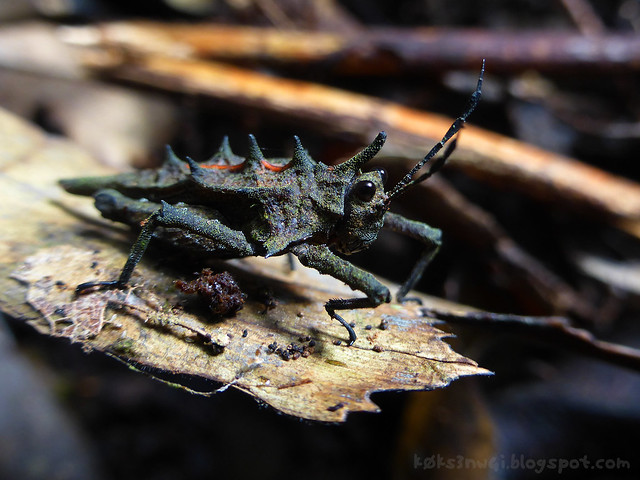 10 Bukit Serumbu Unidentified Spiny Grasshopper with Orange Back