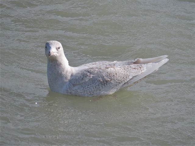 Glaucous Gull (1st Cycle) at North Point Marina in Lake County, IL 08