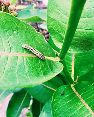 Future monarch butterfly.     #caterpillar #monarch #monarchbutterfly #butterfly #futurebutterfly #milkweed #pollinator #childrensgarden #lima #ohio #limaohio #nwohio #ohiogram #explore #wander #garden #grow #birdsandbees #vscocam  #vsco #vscogram #nature