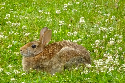 vestal newyork bunny rabbit easterncottontail sylvilagusfloridanus kickinback clover whiteclover trifoliumrepens summer