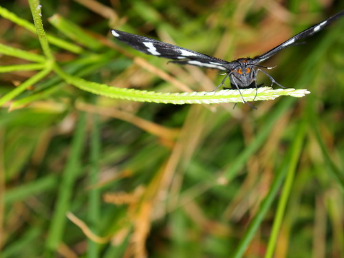 black grass butterfly insect