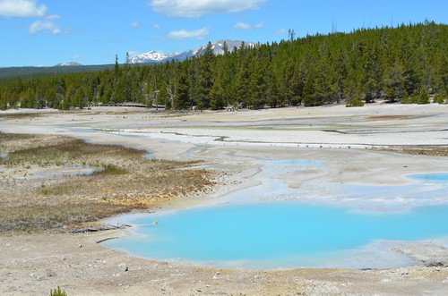 blue pool, green trees