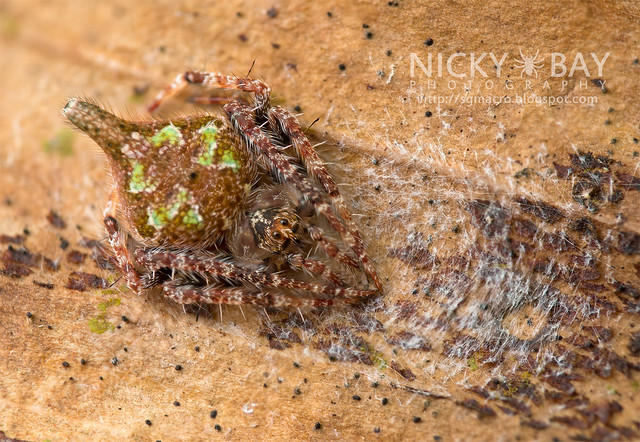 Orb Web Spider (Eriovixia sp.) - DSC_0044