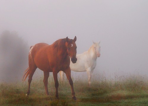horses horse fog mississippi tatecounty