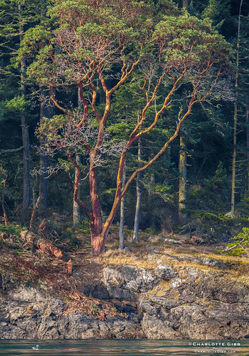 tree landscape san pacificnorthwest madrona sanjuans madrone sanjuanisland juans charlottegibbphotography