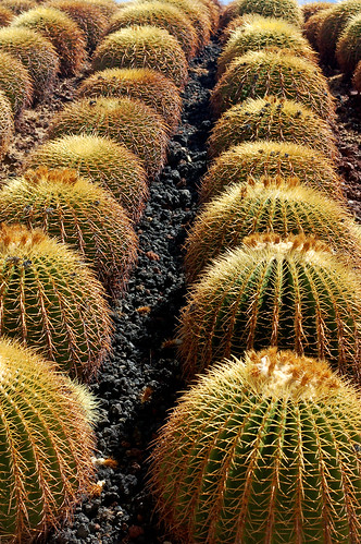 travel cactus plants plant macro green nature mexico photography photo cabo san sanjose lucas explore needles spikey spikes prickley explored