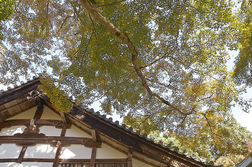 【写真】2013 紅葉 : 西明寺/2021-11-25/IMGP3228