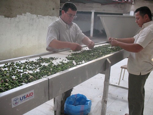 Moroccan Caper Production by USAID_IMAGES