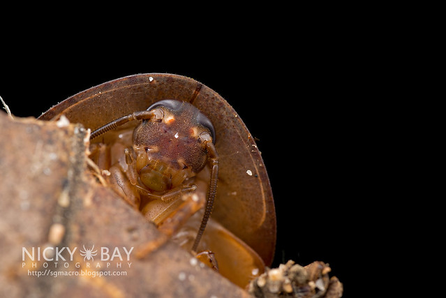 Cockroach (Blattodea) - DSC_9618