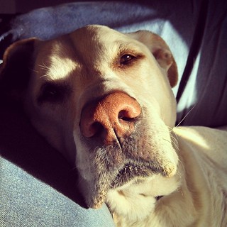 Happy 13th Birthday Zeus! #dogstagram #ilovemydogs #birthday #morning #sunspot #instadog