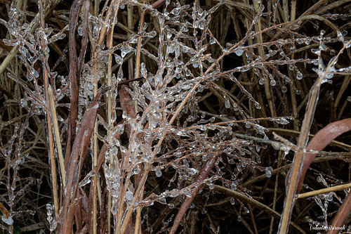 winter plants cold nature crystals texas unitedstates roadtrip amarillo freeze wichitafalls bellevue presidentsday 500px