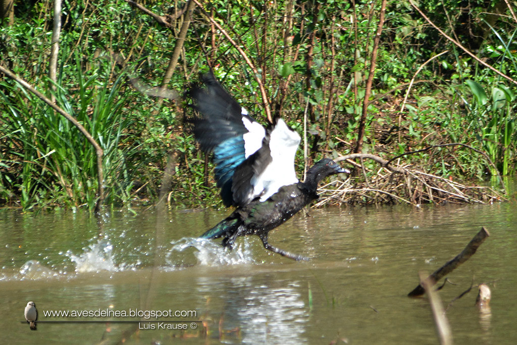 Pato real o Pato criollo (Muscovy Duck) Cairina moschata