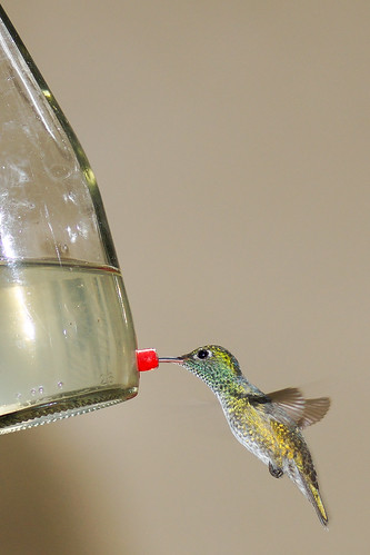 brazil birds brasil aves pájaros pássaros santateresa beijaflor espíritosanto colibri humingbird