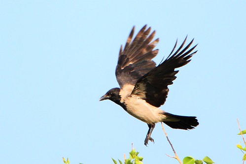 hoodedcrow ashdod centralisrael birdinflight bird flight