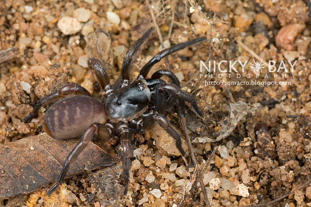 Tube Trapdoor Spider (Nemesiidae) - DSC_6584