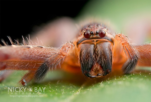 Huntsman Spider (Gnathopalystes sp.) - DSC_2158