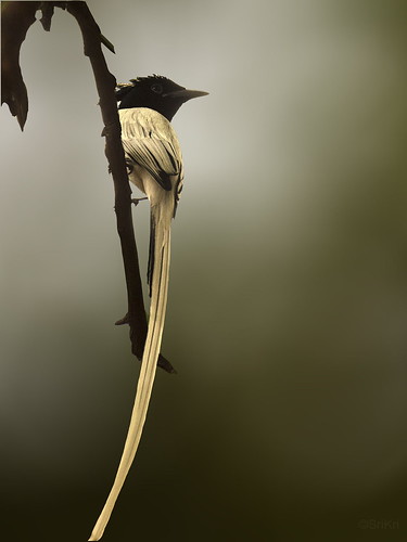 india birds bangalore flycatcher ind asianparadiseflycatcher