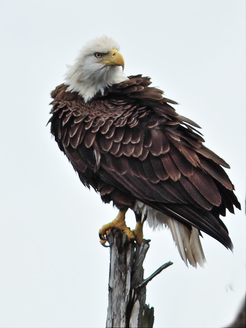 Bald Eagle female roosting 2-20140110