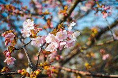 2014 Cherry blossoms