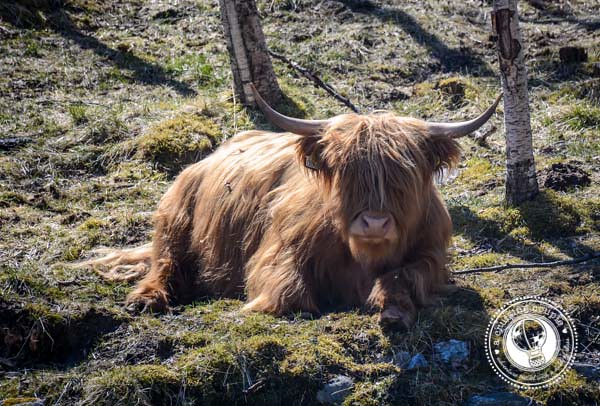 highland cattle resting in a field