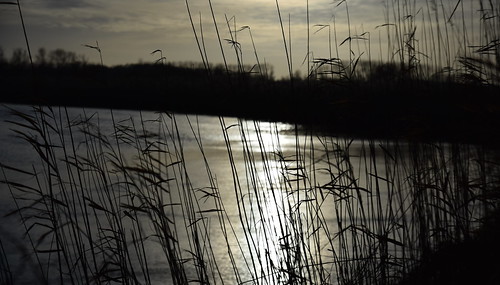 sunset reed backlight river germany countryside nikon bank 1750 tamron d3300