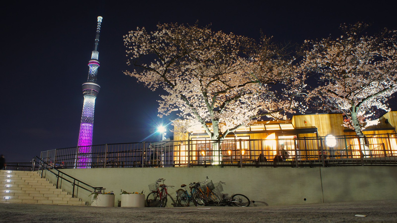 Sakura Season blossom outside the Tully's Coffee Cafe by the Sumida River
