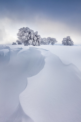 schnee winter snow landscape nebel eis sonnenaufgang schwarzwald beech cornice buche schauinsland kälte wechte wetterbuchen windbuchen wetterbäume 1635f4lis