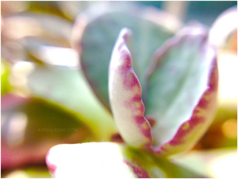 jan-succulents-2015-1