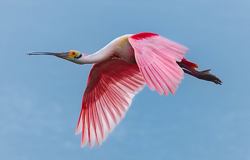 texas roseatespoonbill bolivarpeninsula birdphotography inflightphotography sigma150600