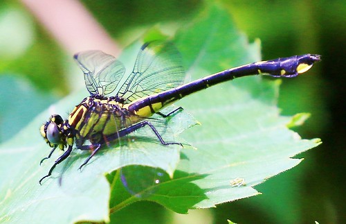 county island cobra dragonfly reis iowa landing larry clubtail nobles allamakee