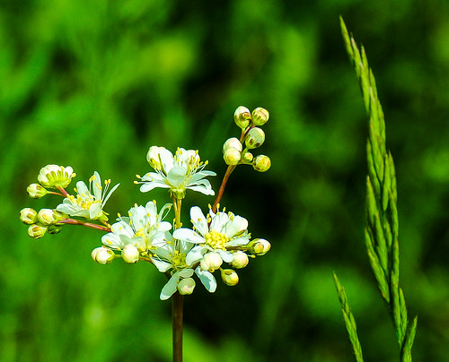 summer white macro green nature grass outside bayern deutschland sommer natur gras wildflowers wang grün kati katharina 2016 weis wildblumen makkro nikon1v1