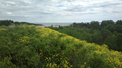 View from Kuninkaansaari