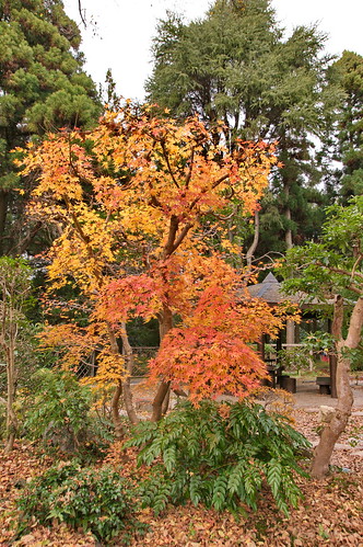 【写真】2012 紅葉 : 京都府立植物園/2019-04-01/IMGP8466