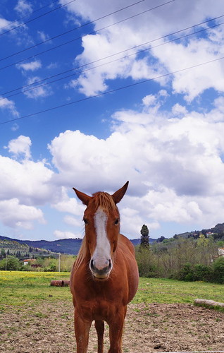 Horse in the Tuscan country