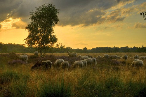 landscapes sheep heather eveninglight nikond600