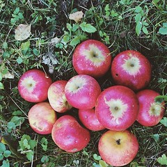 Picking apples!