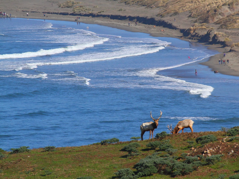 IMG_8241 Tule Elk from Tomales Point Trail