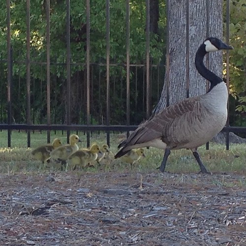 There were baby geese along Hwy 5 this morning- I had to go back so Brian and I could get a closer look!