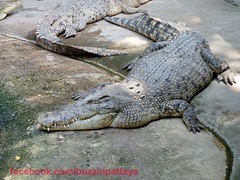 Know characteristics of crocodiles