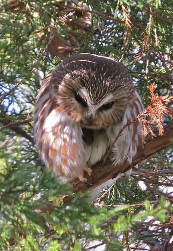 Northern Saw-whet Owl at Clinton Lake in DeWitt County, IL 40