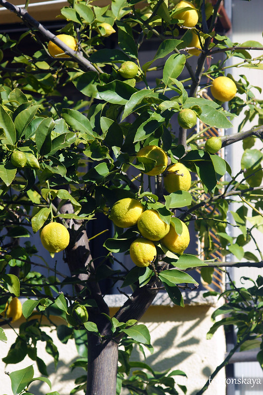 Лимоны на дереве