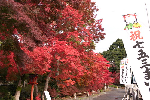 【写真】2012 紅葉 : 鍬山神社/2021-12-10/IMGP5863