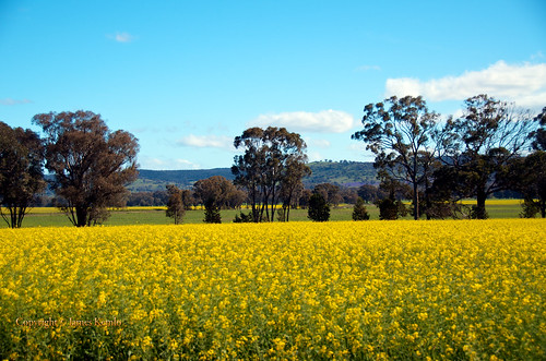 yellow rural australia nsw oil farms crops agriculture pastureland ©jameskemlo ©junpeihayakawa canolaplantations
