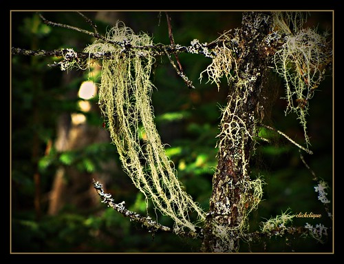 tree green moss delicate lightgreen oldmansbeard usnea dragongoldaward