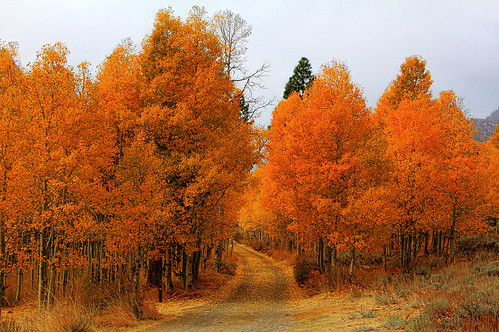 california ca travel autumn usa color tree fall nature northerncalifornia yellow photoshop canon landscape mono photo interestingness google interesting october day photographer cloudy picture clarity explore adobe getty why norcal aspen adjust infocus highway395 easternsierra leevining lundycanyon cs6 2013 denoise 60d topazlabs photographersnaturecom davetoussaint pwfall