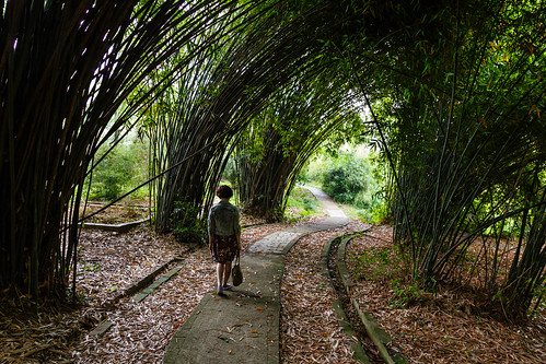 china botanical path bamboo wuhan botanicalgarden hubei pathway wuchang chineseacademyofsciences wuhanbotanicalgardens